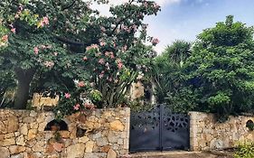 B&B Chorisia